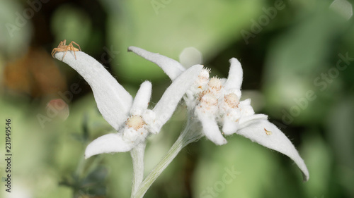 light spider on edelweiss flower