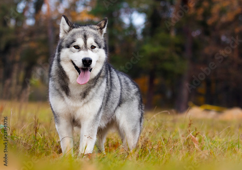 Malamute dog outdoors