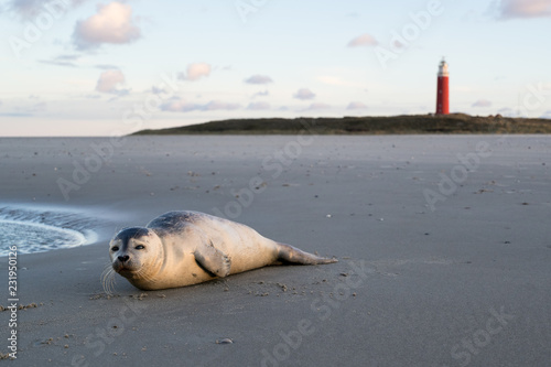 junger Seehund am Strand der niederländischen Insel Texel photo