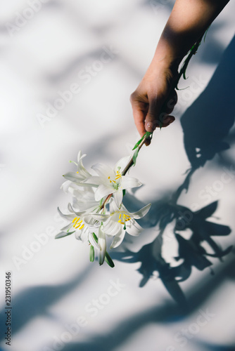 Hand with white Lily photo