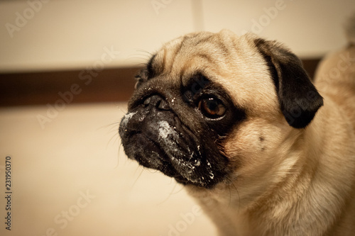 hund