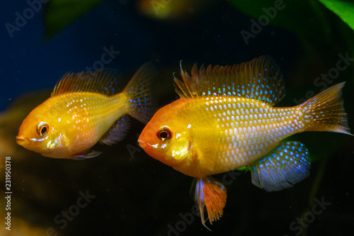 Mikrogeophagus ramirezi Gold photo