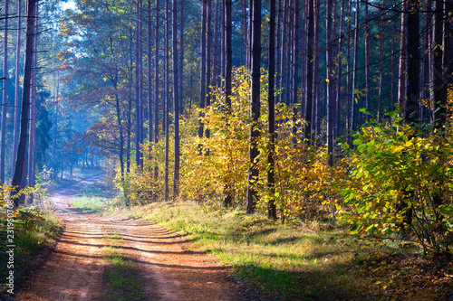 Road through the autumn forest. Masuria, Poland.