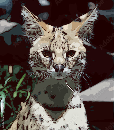 cat illustration