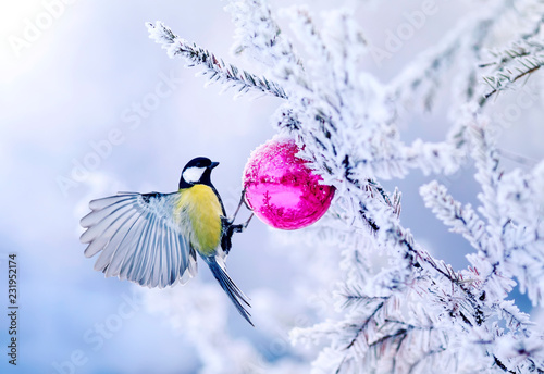 beautiful Christmas card bird tit on a branch of a festive spruce with shiny hoarfrost hanging on a New Year glass ball in the winter garden