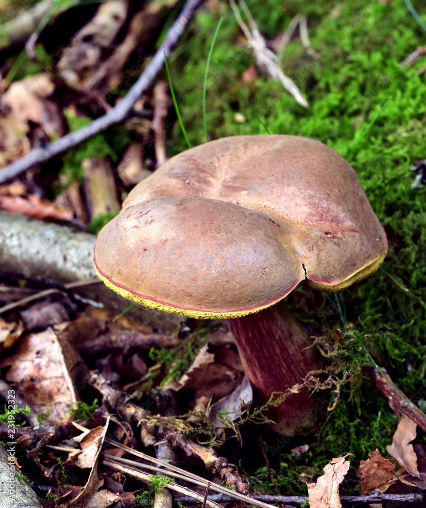 Autumn Fruiting Fungi Autumn Fruiting Fungi