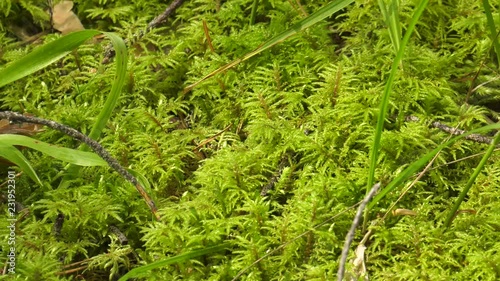 Schreber's feathermoss in the coniferous forest. photo