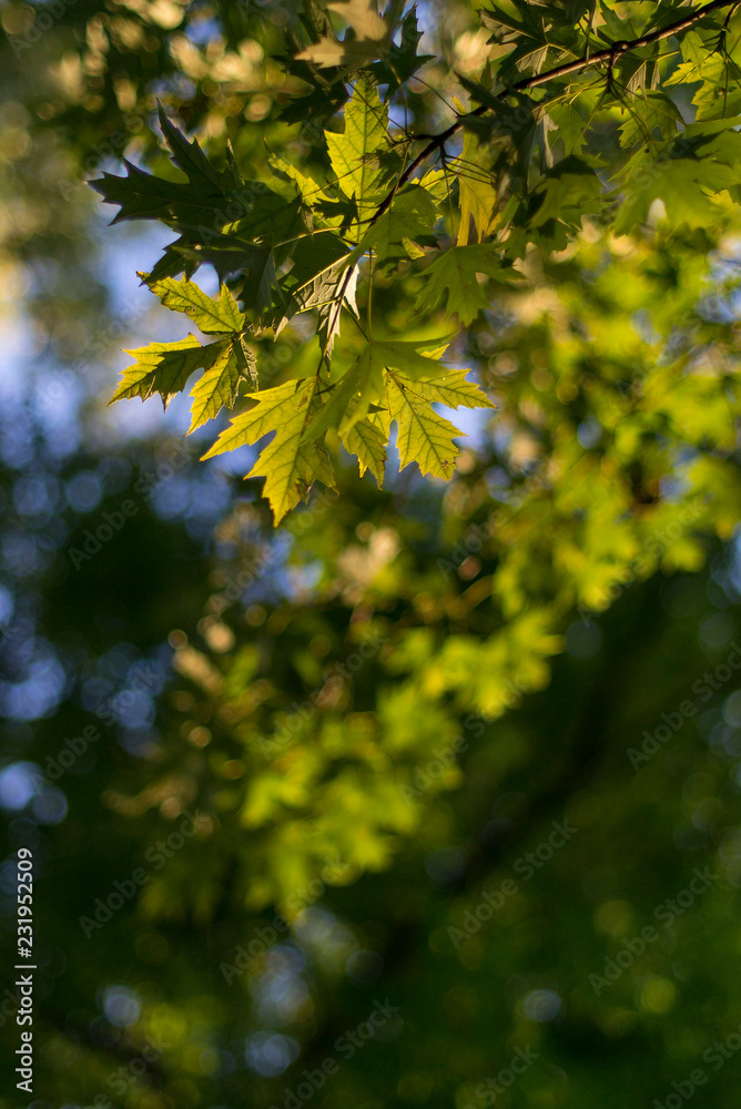 Autumn Foliage In A Beautiful Sunlight. Autumn Foliage In A Beautiful Sunlight.