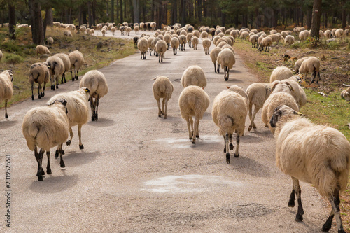 Flock of sheep walking in the road