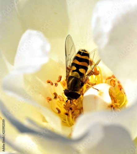 Eupeodes corollae pollinating the flower photo