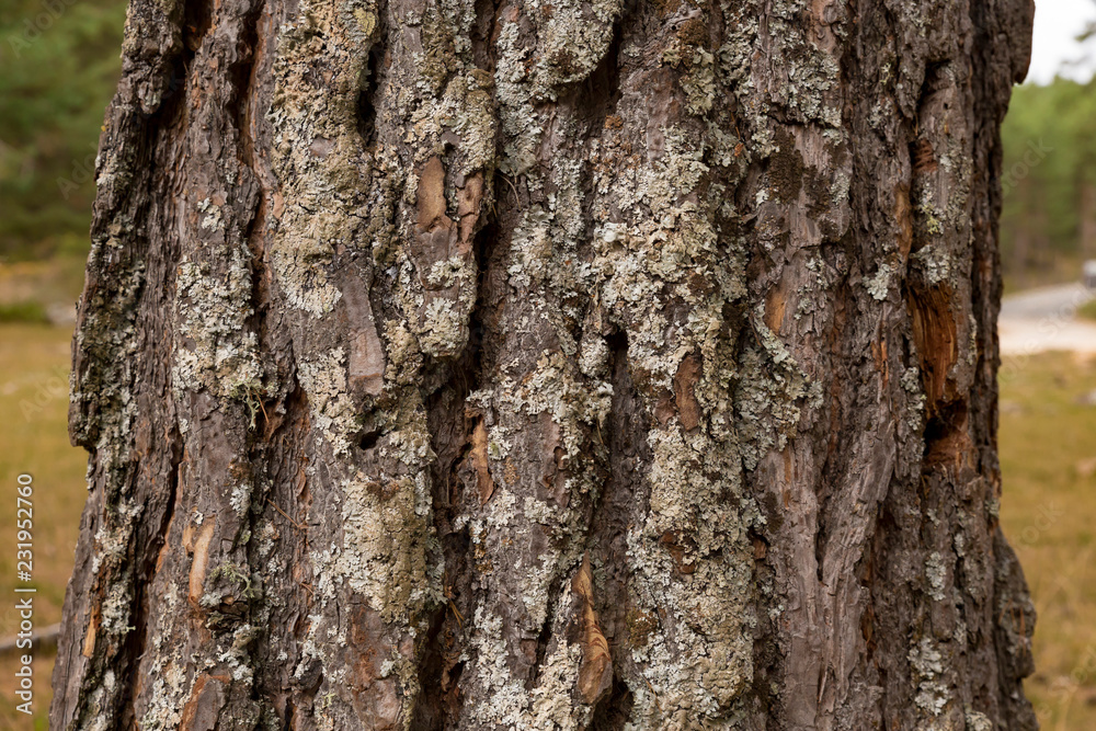 Obraz premium bark tree texture, horizontal photo