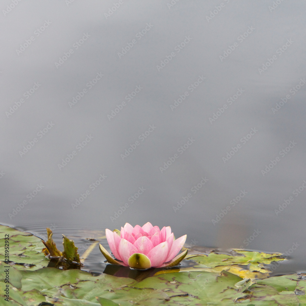 Lilly, Flower