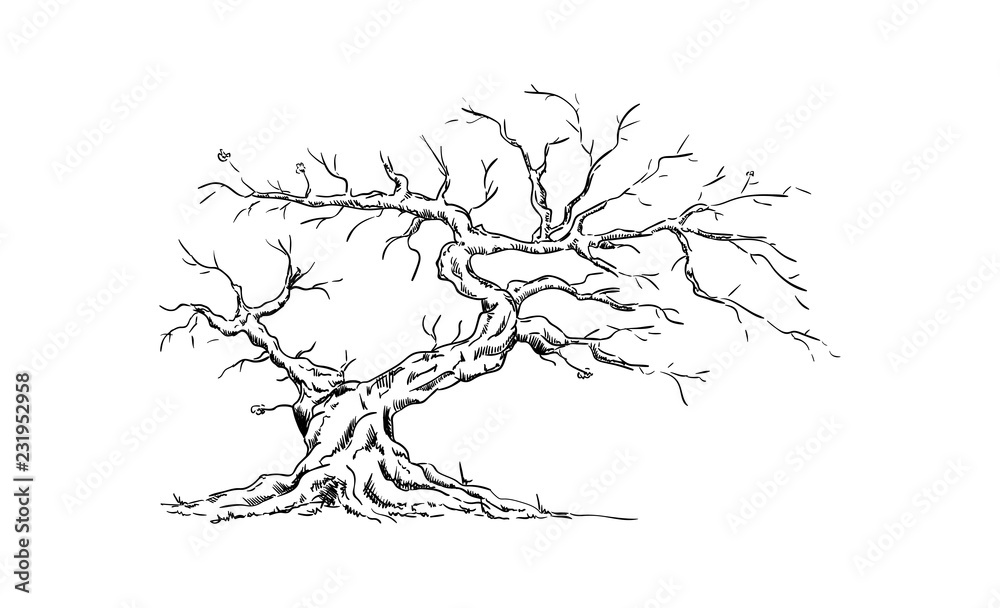 Fototapeta premium old tree