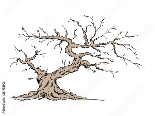 old tree