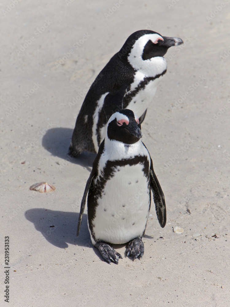 Penguins in Cape Town, South Africa