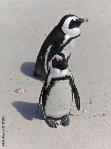 Obraz na płótnie Penguins in Cape Town, South Africa w salonie