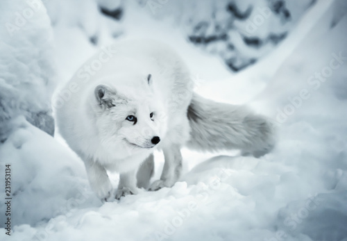 Adult polar fox on white snow unfocused background