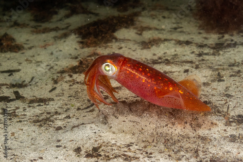 Lonfin Squid