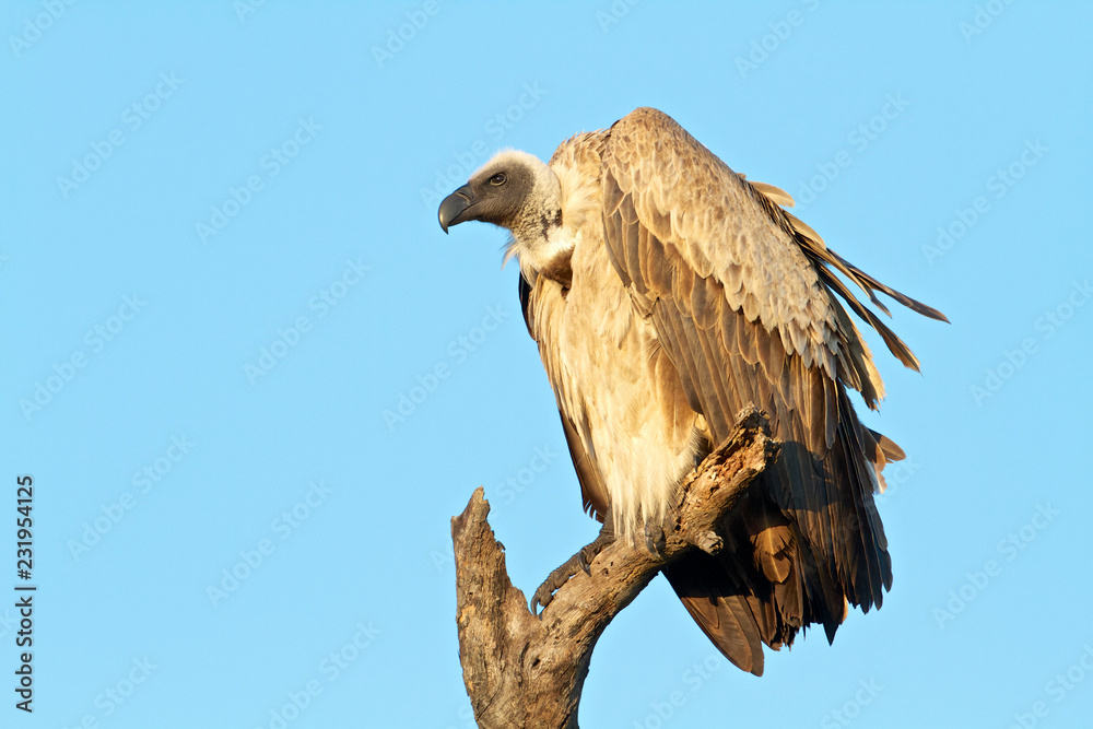 Vulture sitting on a tree