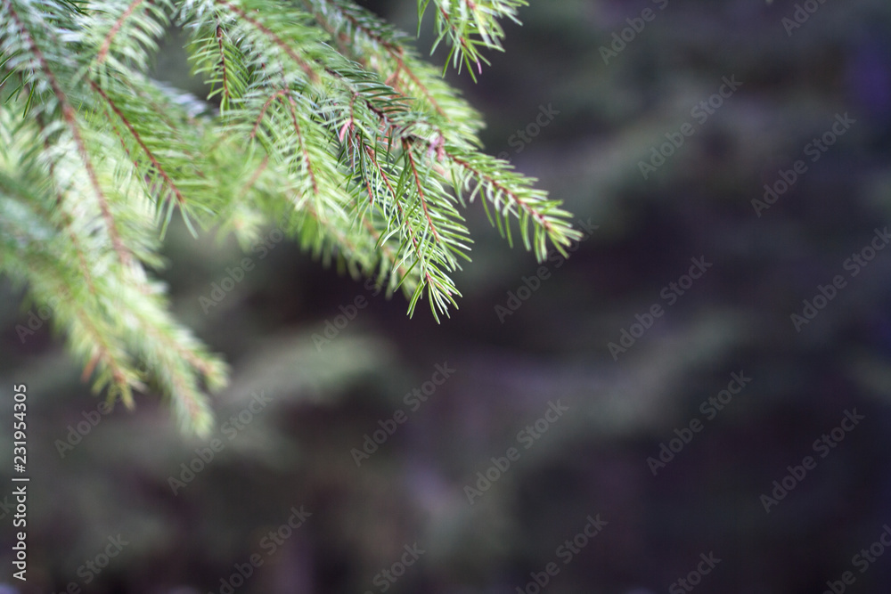 Pine tree branch in Carpathian mountains forest close up