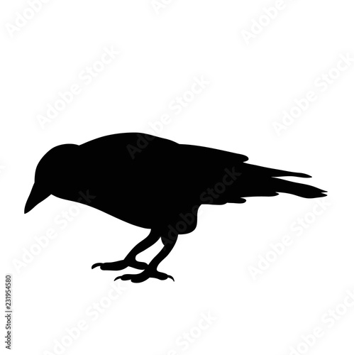 silhouette bird crow, isolated
