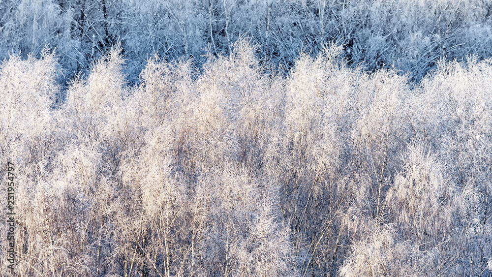 winter wonderland christmas frozen snow birch tree forest at daylight panoramic aerial nature landscape wallpaper background abstract view winter wonderland christmas frozen snow birch tree forest at daylight panoramic aerial nature landscape wallpaper background abstract view