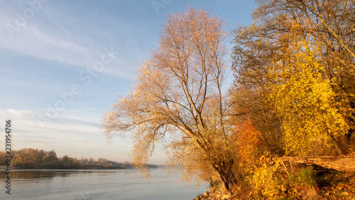 Fototapeta Naklejka Na Ścianę i Meble -  jesienne złote drzewa nad rzeką o wschodzi słońca