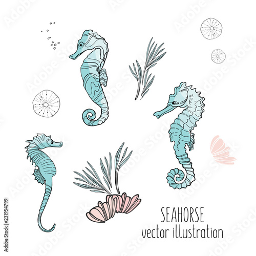 Seahorse vector illustration. Cute marine animals wildlife print. Ocean horse underwater natural dsesign. Tropical summer design.
