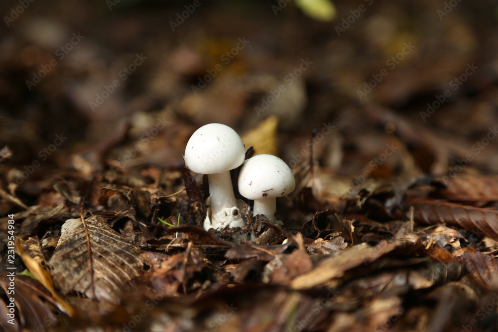 mushroom in forest mushroom in forest