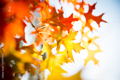 Autumn leaves photo