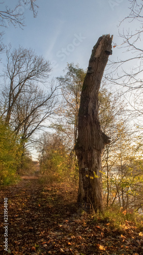 Fototapeta Naklejka Na Ścianę i Meble -  jesienne złote drzewa nad rzeką o wschodzi słońca
