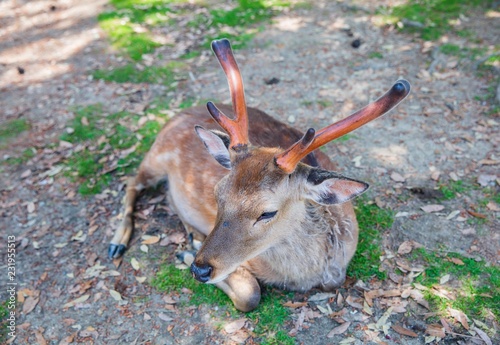deer in Nara Koen Park photo