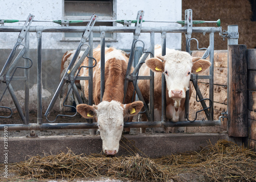 junge Kühe beim fressen, Stall draußen