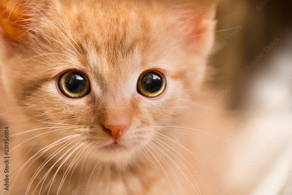 Funny Sad Ginger Cat Asymmetrical Ears Stock Photo 2219489681