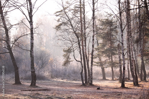 Frozen morning