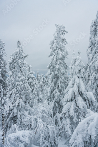 Christmas tale on nature. covered with white clean fresh snow spruce and pine in the winter forest. Wonderful time for walking and outdoor activities in January. ready background for layout