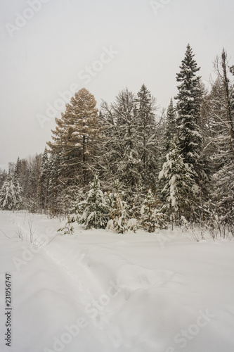 landscape of snowy trees in the mountains. winter forest covered with clean fresh snow. New Year s active holiday in a hike. Christmas walks in nature.
