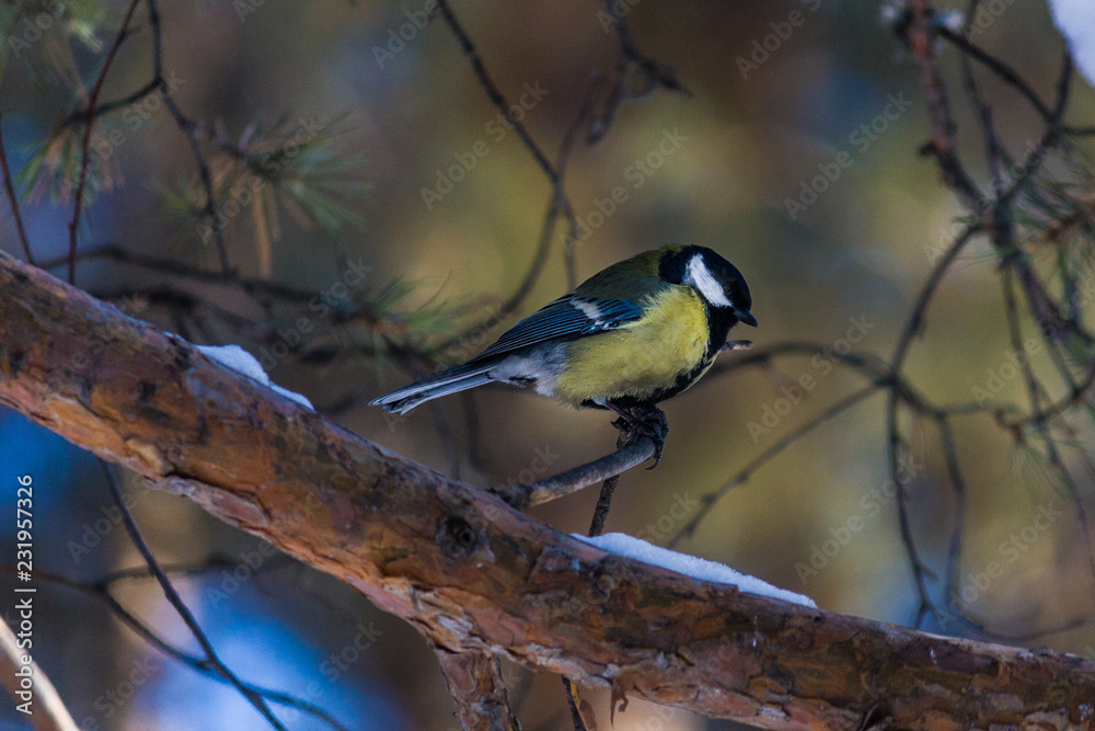 Fototapeta premium bird tit is sitting on a pine branch. late autumn or early winter. birds close up.