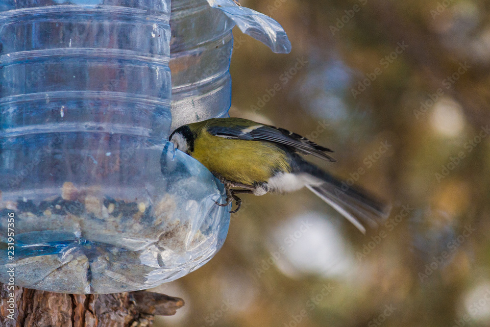 Fototapeta premium bird eats from the feeder in winter. shooting with freezing birds in flight. The benefits of feeding animals in cold weather.