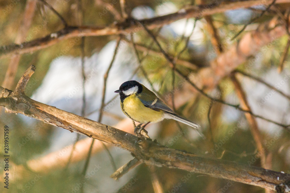 Obraz premium Bird Great tit, or Parus major. Sitting on a branch in spring/summer forest. Birds blue titmouse sitting in the garden among the colorful branches. Natural background.