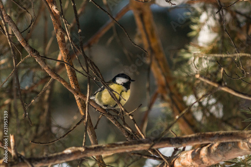 Bird Great tit, or Parus major. Sitting on a branch in spring/summer forest. Birds blue titmouse sitting in the garden among the colorful branches. Natural background.