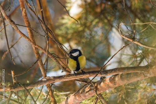 Bird Great tit, or Parus major. Sitting on a branch in spring/summer forest. Birds blue titmouse sitting in the garden among the colorful branches. Natural background.
