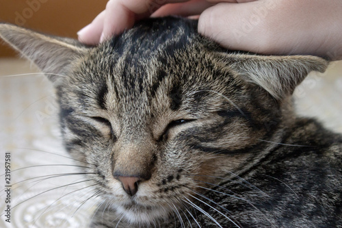 Cropped hand petting the cat close up