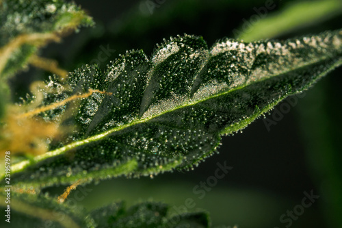 Cannabis trichomes close-up photo of plant marijuana bud health. Macro photos of marijuana cones with leaves covered with trichomes.