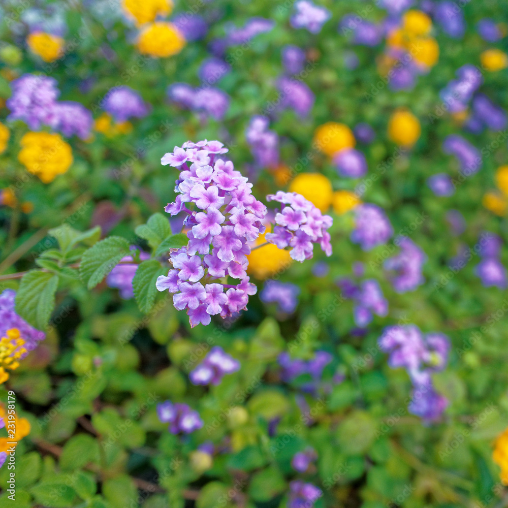 a feast of violet and yellow wild flowers, strong blur background a feast of violet and yellow wild flowers, strong blur background
