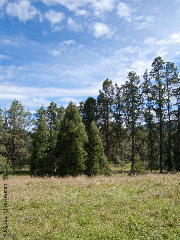 nature, forest set of trees on a sunny day and blue sky nature, forest set of trees on a sunny day and blue sky