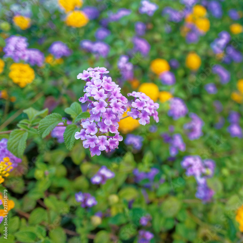 a feast of violet and yellow wild flowers  strong blur background