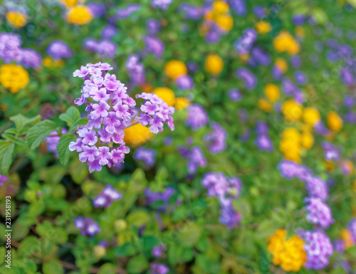 a feast of violet and yellow wild flowers, strong blur background