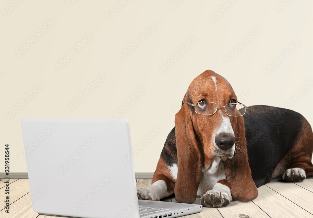 Basset Hound dog with laptop  on background