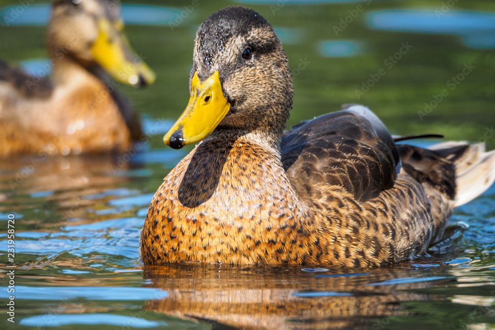 Obraz premium Mallard duck - close-up of a mallard duck on the water swimming in a pond. Portrait of a charming Mallard duck with water droplets on his head.